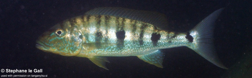 Boulengerochromis microlepis 'Katonga'