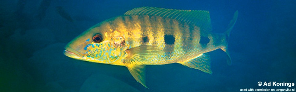 Boulengerochromis microlepis 'Kekese'