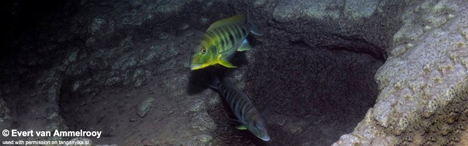 Boulengerochromis microlepis 'Kigoma'