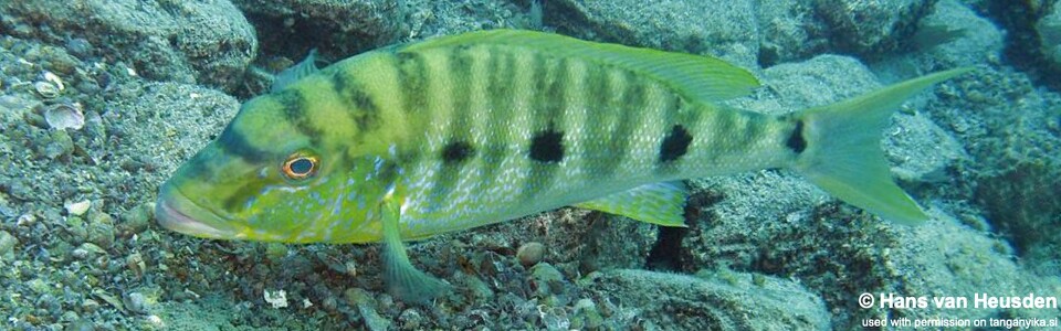 Boulengerochromis microlepis 'Kipili'