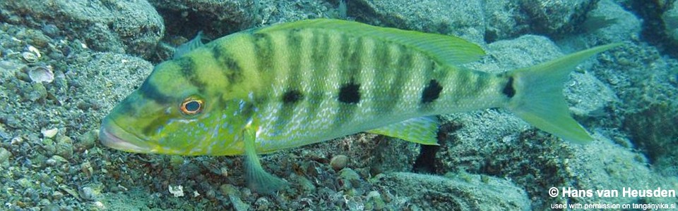 Boulengerochromis microlepis 'Kipilli'