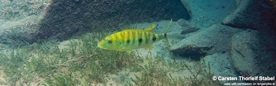 Boulengerochromis microlepis 'Mabilibili'