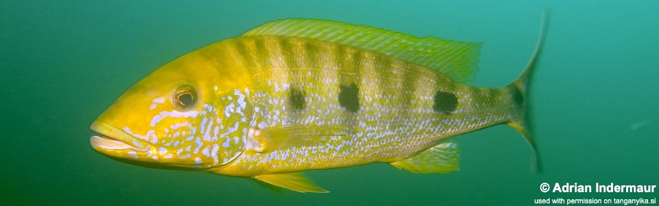 Boulengerochromis microlepis 'Magambo Island'