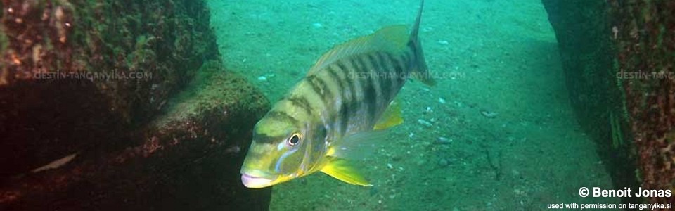 Boulengerochromis microlepis 'Mtosi'