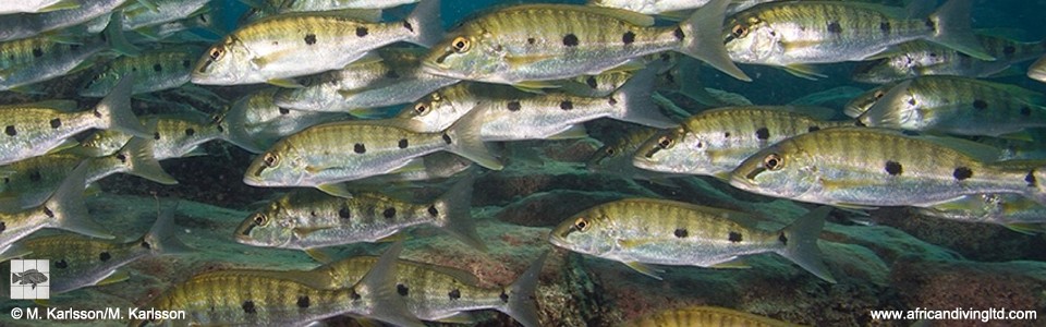 Boulengerochromis microlepis 'Mvuna Island'