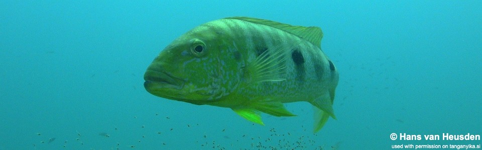 Boulengerochromis microlepis 'Nkondwe Island'