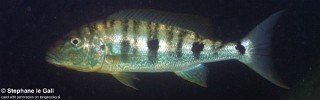 Boulengerochromis microlepis 'Katonga'.jpg