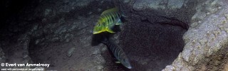 Boulengerochromis microlepis 'Kigoma'.jpg