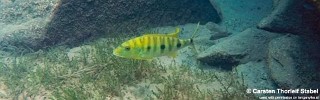 Boulengerochromis microlepis 'Mabilibili'.jpg