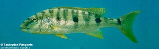 Boulengerochromis microlepis.jpg