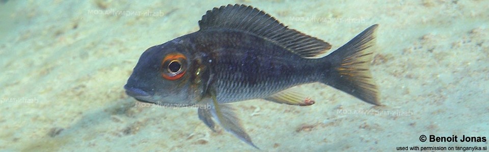 Callochromis macrops 'Cape Mpimbwe'