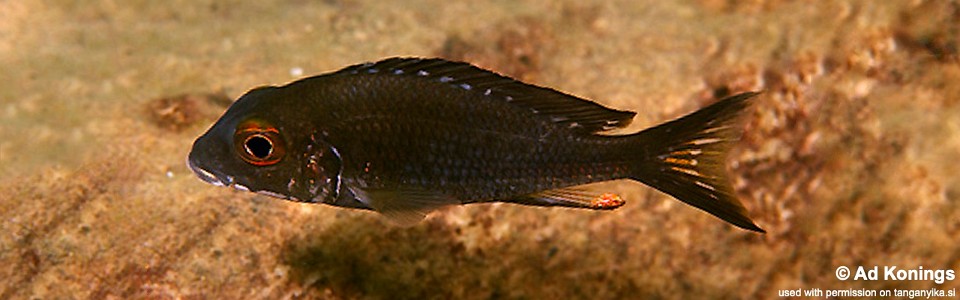 Callochromis macrops 'Isanga'