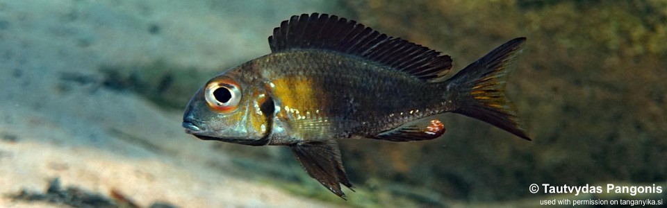 Callochromis macrops 'Jakobsen's Beach'