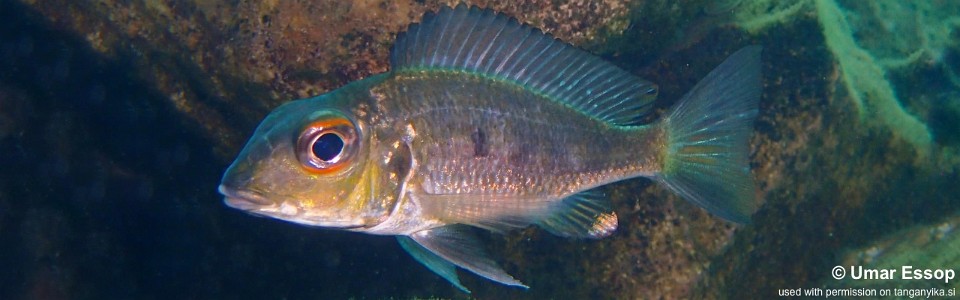 Callochromis macrops 'Kalambo Lodge'