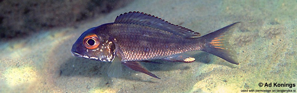 Callochromis macrops 'Kasanga'