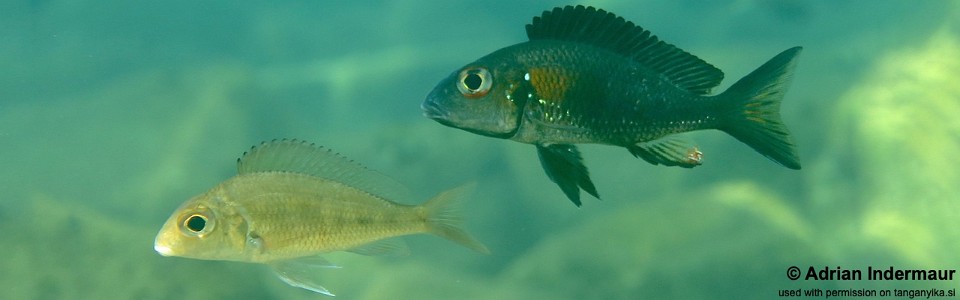 Callochromis macrops 'Katabe Bay'