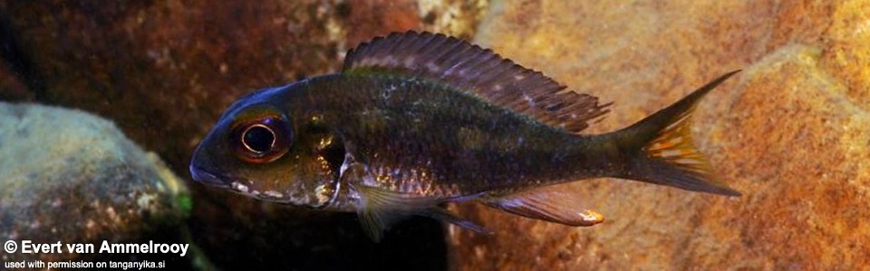 Callochromis macrops 'Katoto'