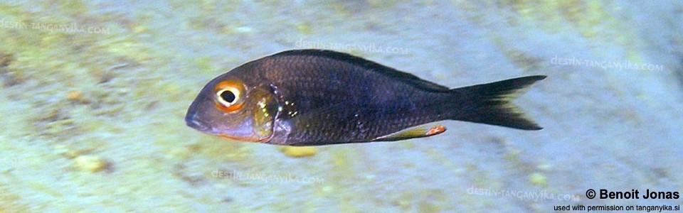 Callochromis macrops 'Kekese'