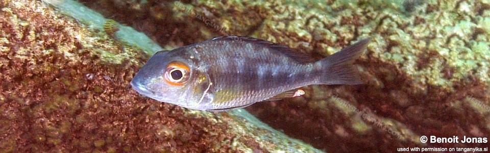 Callochromis macrops 'Lyamembe'