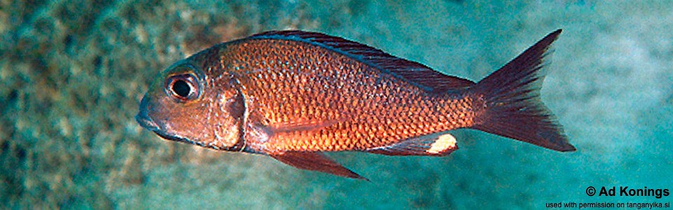 Callochromis macrops 'Moliro'