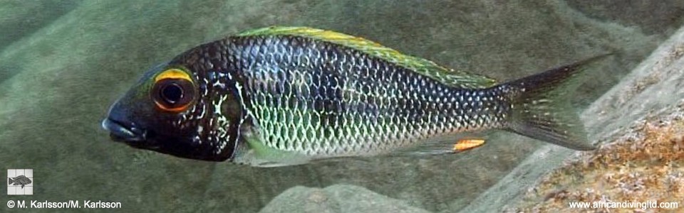 Callochromis macrops 'Mtosi Bay'<br><font color=gray>Callochromis sp. 'Macrops Goldstreak' Mtosi Bay</font>