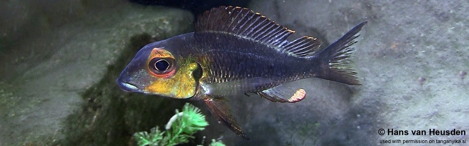 Callochromis macrops 'Mvuna Island'