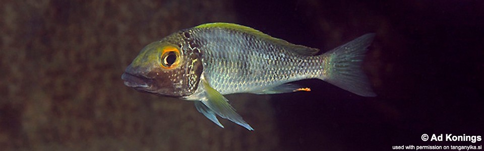 Callochromis macrops 'Namansi'<br><font color=gray>Callochromis sp. 'Macrops Goldstreak' Namansi</font>