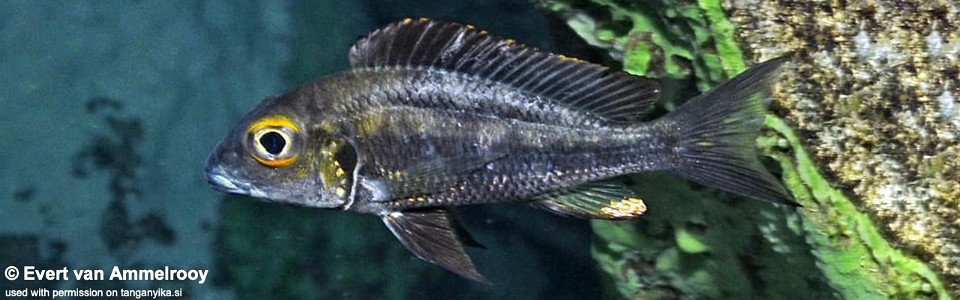 Callochromis macrops 'Sibwesa'