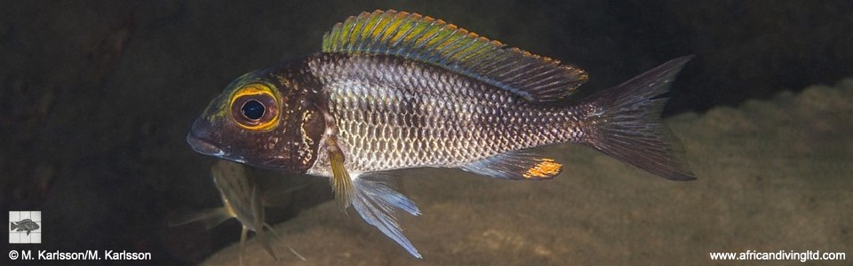 Callochromis macrops 'Wampembe'<br><font color=gray>Callochromis sp. 'Macrops Goldstreak' Wampembe</font>