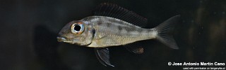 Callochromis macrops 'Chituta Bay'.jpg