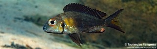 Callochromis macrops 'Jakobsen's Beach'.jpg