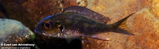 Callochromis macrops 'Katoto'.jpg