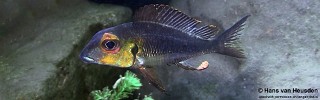 Callochromis macrops 'Mvuna Island'.jpg