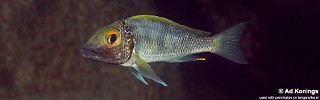 Callochromis macrops 'Namansi'.jpg