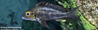 Callochromis macrops 'Sibwesa'.jpg