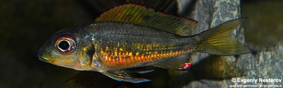 Callochromis melanostigma (Burundi)