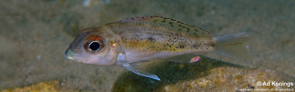 Callochromis melanostigma 'Lueba'