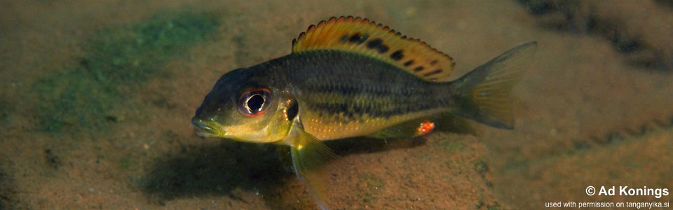 Callochromis melanostigma 'Nyanza-Lac'