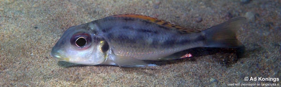 Callochromis melanostigma 'Resha'