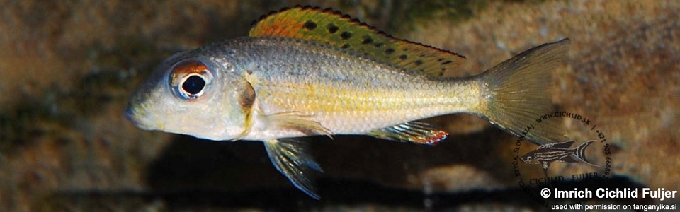 Callochromis melanostigma 'Uvira'