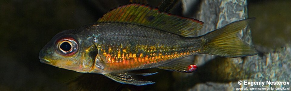 Callochromis melanostigma (Burundi)