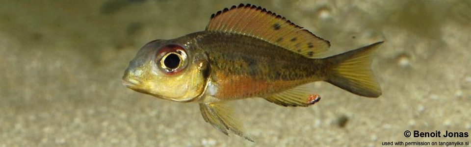 Callochromis melanostigma  (unknown locality)