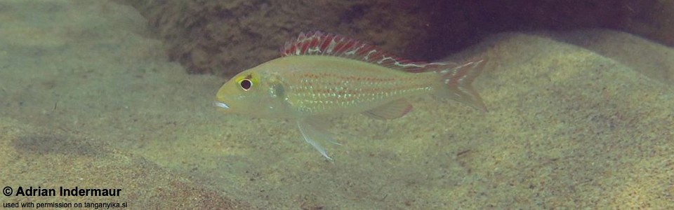 Callochromis pleurospilus 'Jakobsen's Beach'