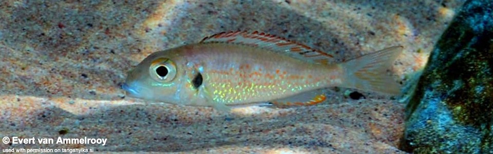 Callochromis pleurospilus 'Kigoma'