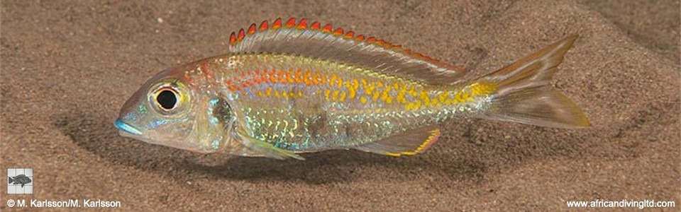 Callochromis pleurospilus 'Kungwe Point'