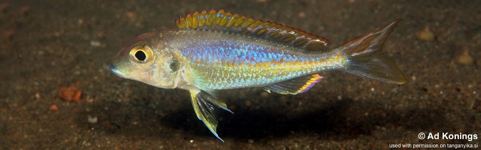 Callochromis pleurospilus 'Magambo'