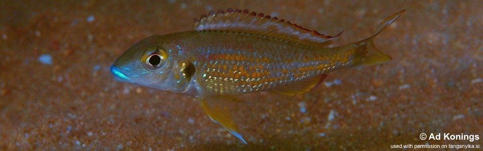 Callochromis pleurospilus 'Nyanza-Lac'