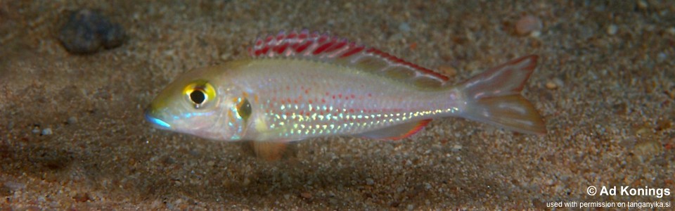 Callochromis pleurospilus 'Resha'