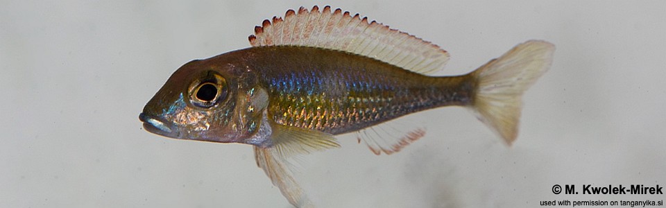 Callochromis pleurospilus (unknown locality)