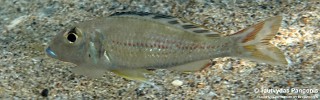 Callochromis pleurospilus 'Bilinge Bay'.jpg